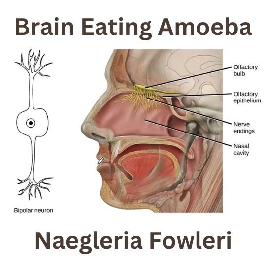 Naegleria Fowleri: The Brain Eating Amoeba